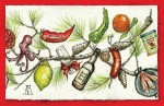 annie b, spanish kitchen, spanish cooking, andalucia, cooking courses, sherry, jerez, xerez, tours, lemon, pomegrante, orange, peppers, salmonete, red snapper, mussel, octopus, pulpo, pine, christmas, card, chorizo, pimenton, paprika, sketch, watercolour, pen and watercolour, pine cones, umbrella pine, paella pan, card, christmas card, drawing