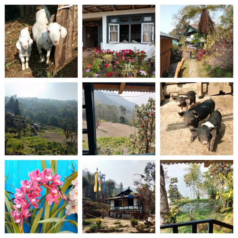 kolbong, west bengal, india, karmi farm, farmstay, orchids, goats, pigs, organic farm, countryside, travel photography, travel blog, prayer flags