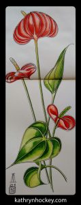 red, anthurium, plant, flower, pen and watercolour, watercolour, water color, acuarela, sketch, illustration