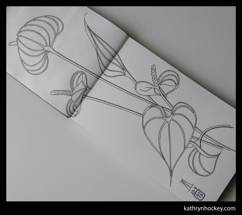 anthurium, plant, flower, pen, outline, line work, drawing, sketch, illustration