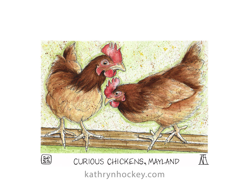 chickens, hens, birds, mayland, essex, burnham art club, pen and wash, drawing, painting, illustration, watercolour, watercolor