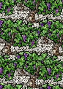 grapevine, vinyard, grapevines, digital collage, illustration