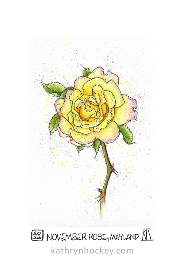 pen and wash, drawing, painting, illustration, flower, rose, floral, botanical, homegrown, watercolour, watercolor