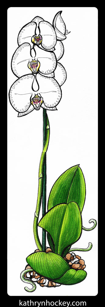 orchid, white orchid, flower, pot plant, drawing, watercolour, watercolor, painting, sketchbook, illustration, artist, illustrator, kathryn hockey