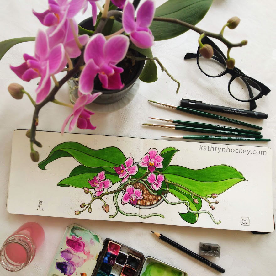 orchid, flowers, botanical drawing, pen and wash, waterclour, painting, drawing, pink, sketchbook, illustration