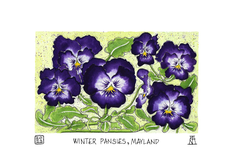 winter, pansy, pansies, flowers, botanical, purple, mayland, essex, burnham art club, pen and wash, drawing, painting, illustration, watercolour, watercolor