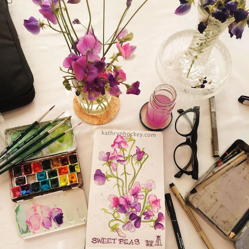 botanical drawing, sweet peas, flowers, pen and wash, waterclour, painting, drawing, pink, sketchbook, illustration