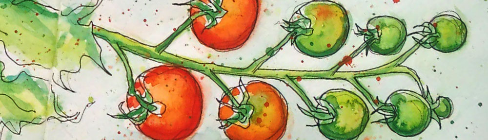 cherry tomato, tomato, tomatoes, on the vine, greenhouse, summer, fruit, pen and watercolour, watercolour, water color, acuarela, sketch, food, illustration
