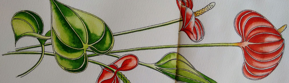 red, anthurium, plant, flower, pen and watercolour, watercolour, water color, acuarela, sketch, illustration