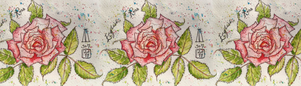 english, rose, flower, pen and watercolour, watercolour, water color, acuarela, sketch, illustration
